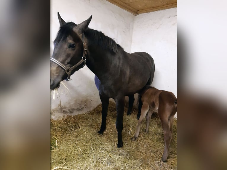 Holsteiner Stute 5 Jahre 164 cm Schimmel in Arnstein