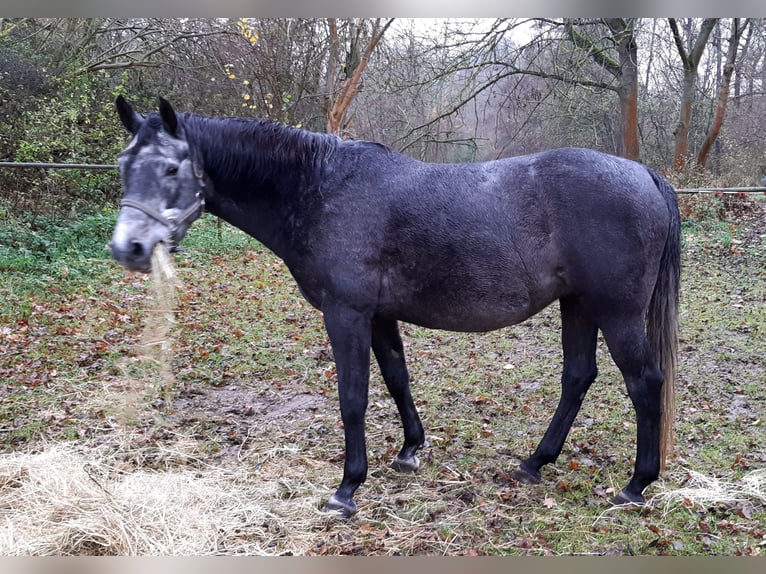 Holsteiner Stute 5 Jahre 164 cm Schimmel in Arnstein