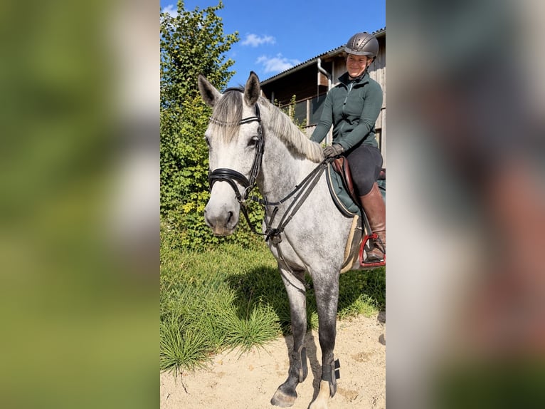 Holsteiner Stute 5 Jahre 165 cm Apfelschimmel in Davidschlag