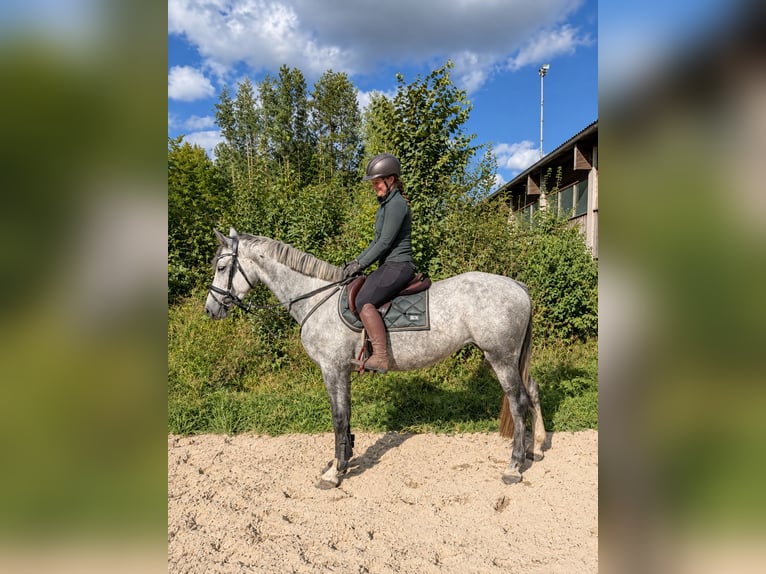 Holsteiner Stute 5 Jahre 165 cm Apfelschimmel in Davidschlag