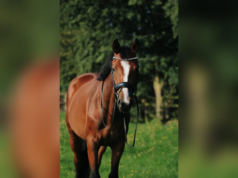 Holsteiner Stute 5 Jahre 165 cm Brauner in Dummerstorf