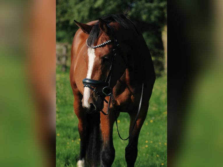 Holsteiner Stute 5 Jahre 165 cm Brauner in Dummerstorf