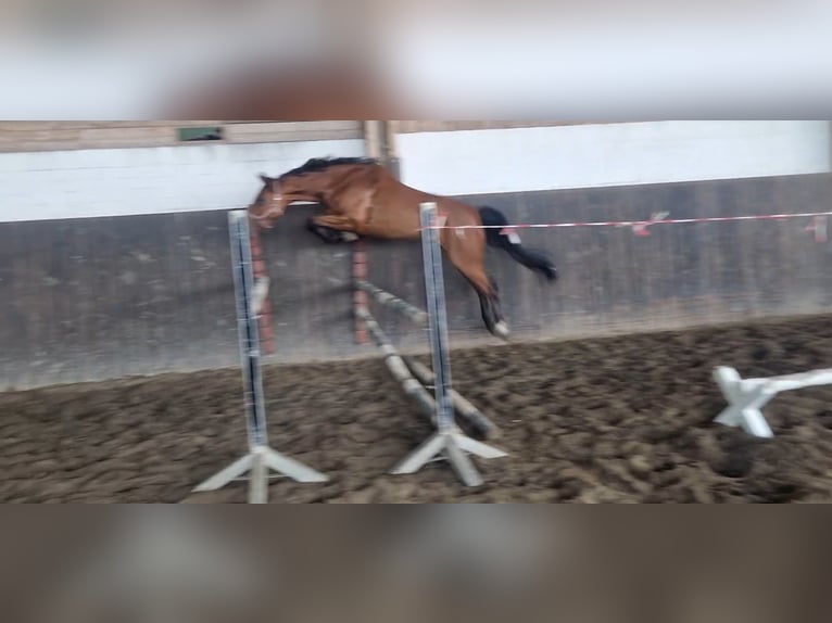 Holsteiner Stute 5 Jahre 165 cm Brauner in Sankt Peter-Ording