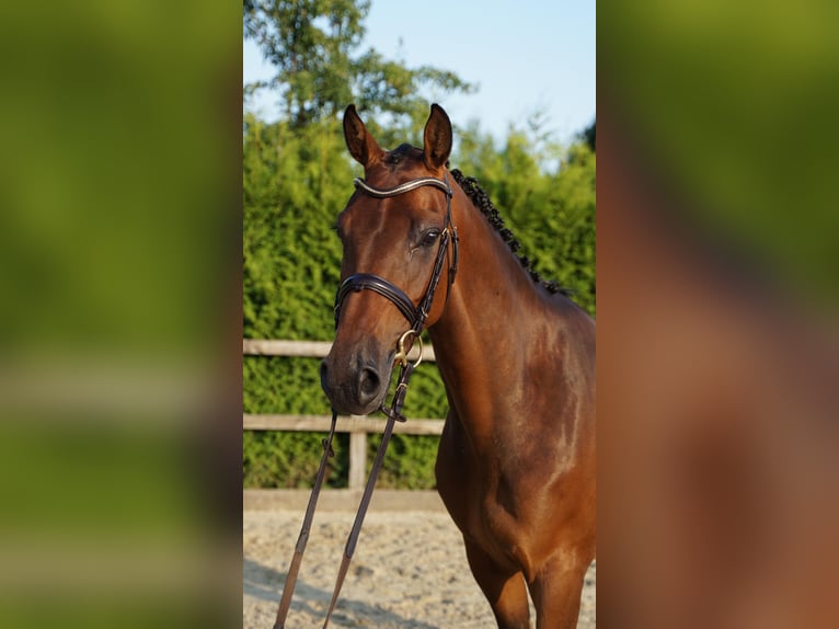 Holsteiner Stute 5 Jahre 165 cm Brauner in Lohne (Oldenburg)