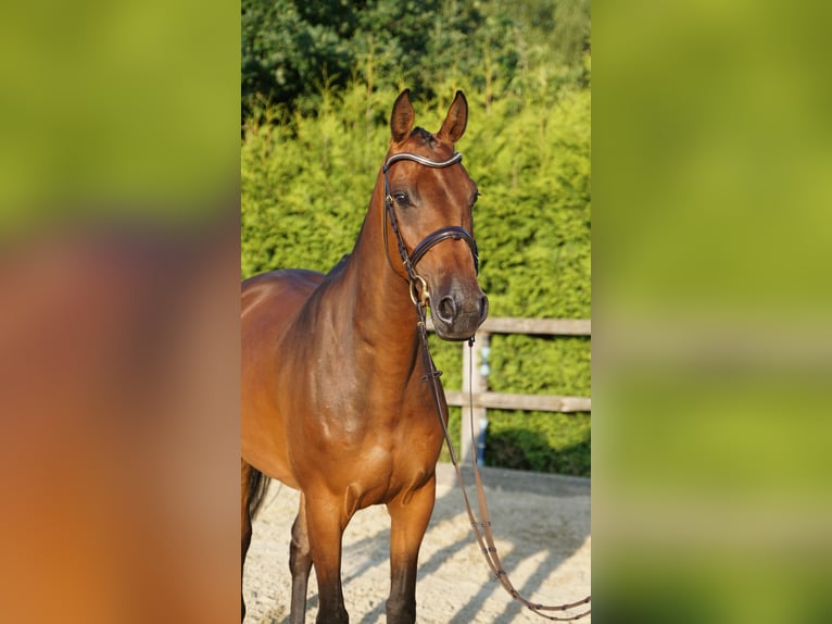 Holsteiner Stute 5 Jahre 165 cm Brauner in Lohne (Oldenburg)