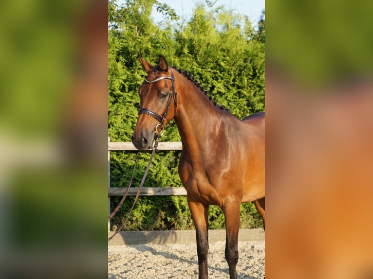 Holsteiner Stute 5 Jahre 165 cm Brauner in Lohne (Oldenburg)
