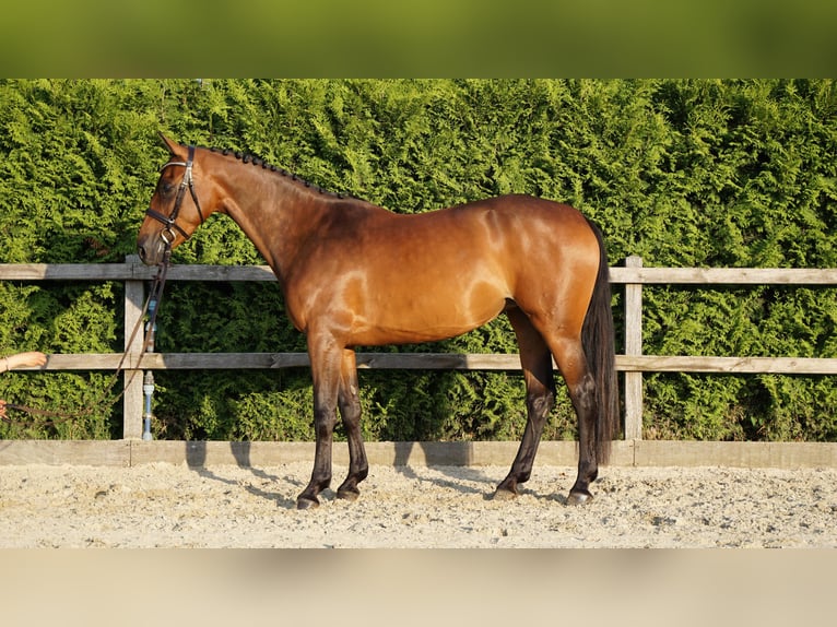 Holsteiner Stute 5 Jahre 165 cm Brauner in Lohne (Oldenburg)