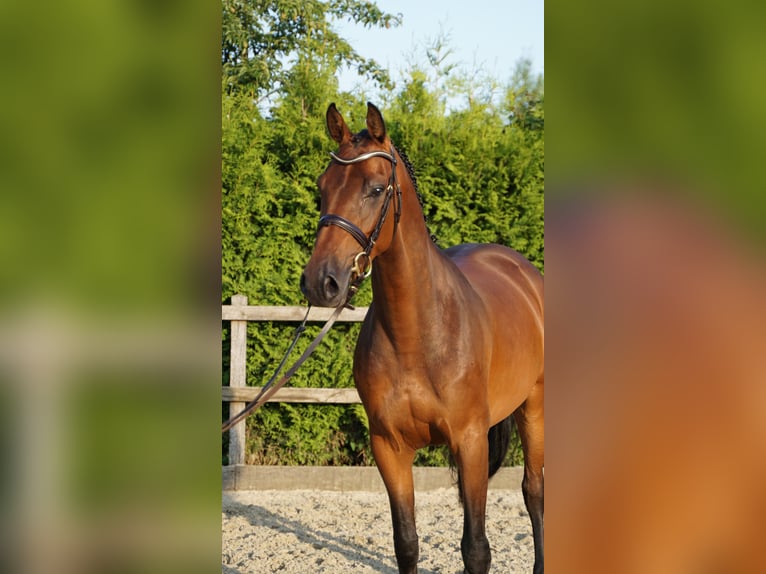 Holsteiner Stute 5 Jahre 165 cm Brauner in Lohne (Oldenburg)