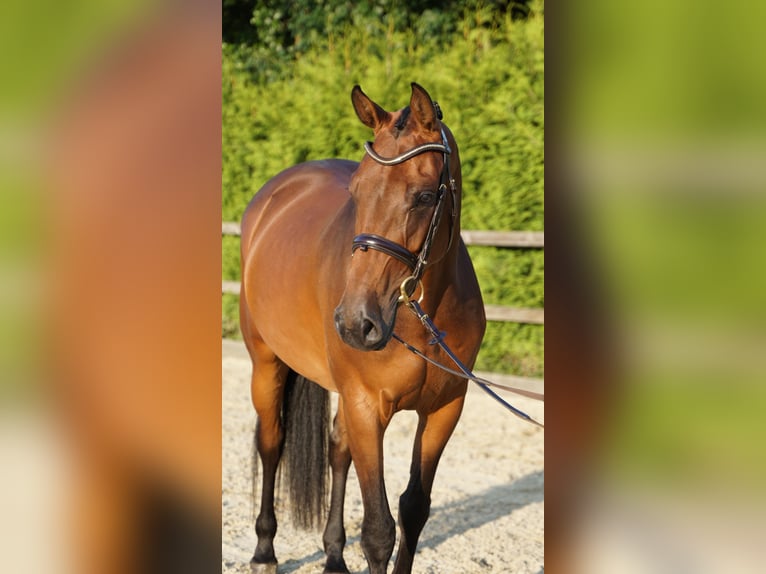 Holsteiner Stute 5 Jahre 165 cm Brauner in Lohne (Oldenburg)