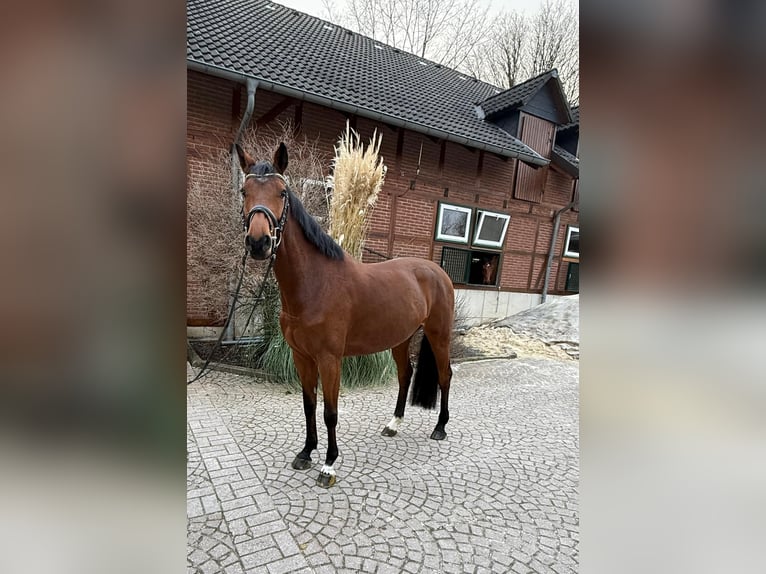 Holsteiner Stute 5 Jahre 165 cm Brauner in Einbeck