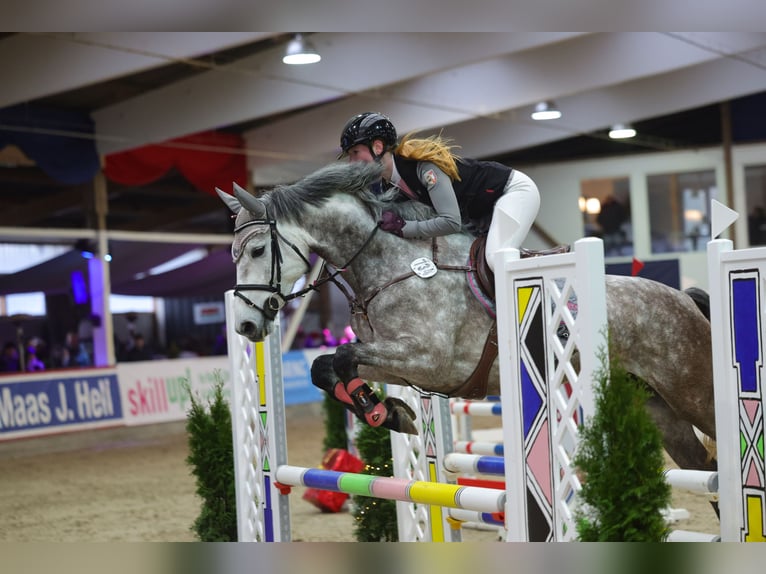 Holsteiner Stute 5 Jahre 165 cm Schimmel in Nehmten