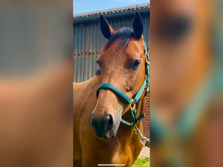 Holsteiner Stute 5 Jahre 166 cm Brauner in Henstedt-Ulzburg