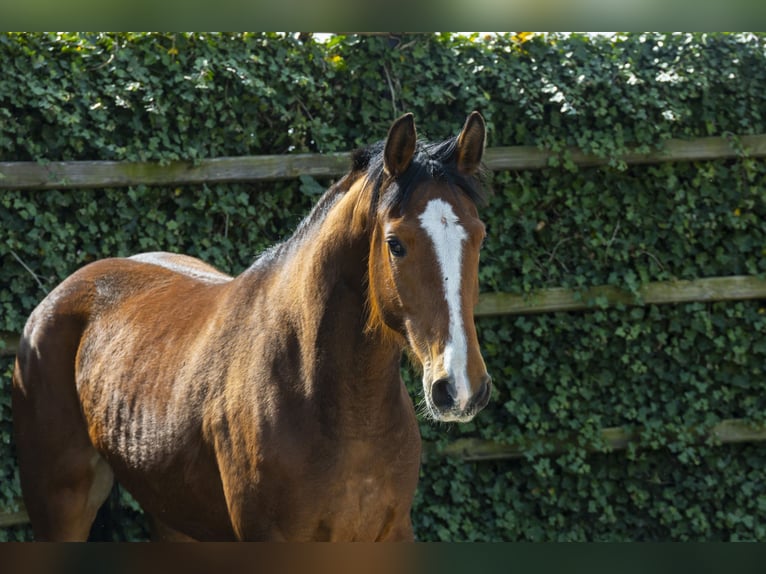 Holsteiner Stute 5 Jahre 166 cm Brauner in Waddinxveen