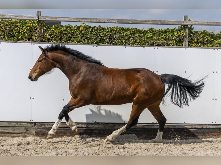 Holsteiner Stute 5 Jahre 166 cm Brauner in Waddinxveen