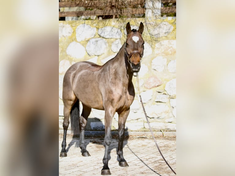 Holsteiner Stute 5 Jahre 166 cm Dunkelbrauner in Erharting