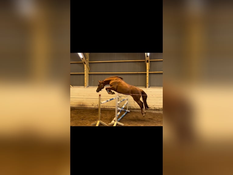 Holsteiner Stute 5 Jahre 166 cm Fuchs in Haselau