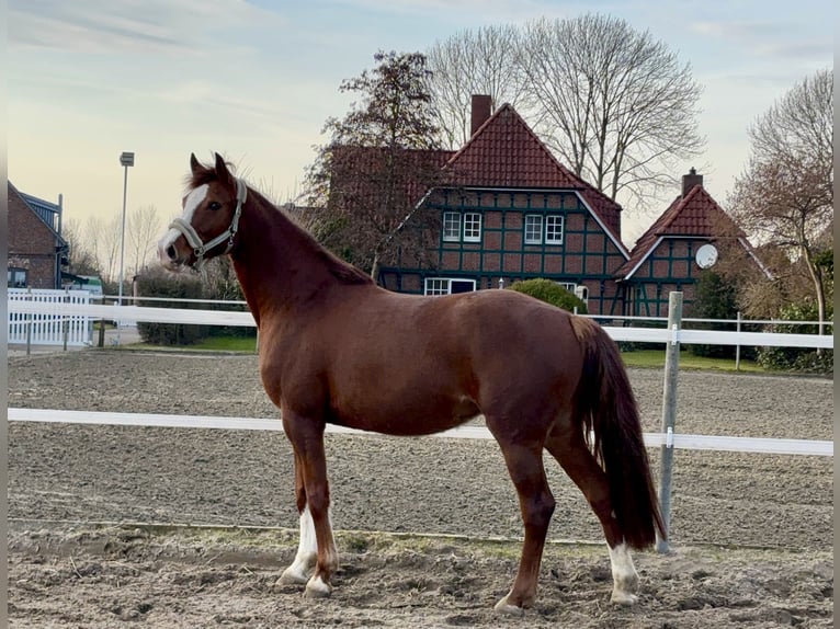 Holsteiner Stute 5 Jahre 166 cm Fuchs in Haselau