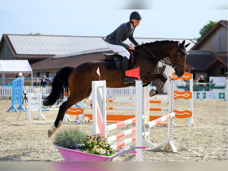Holsteiner Stute 5 Jahre 167 cm Brauner in Schwabach