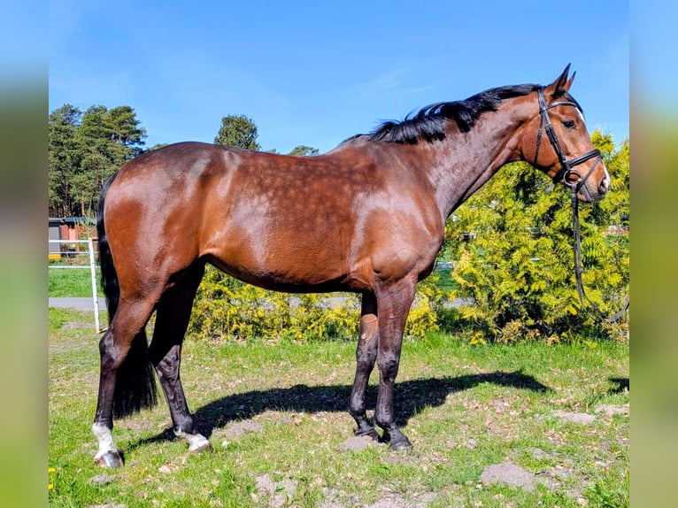Holsteiner Stute 5 Jahre 167 cm Brauner in Munster
