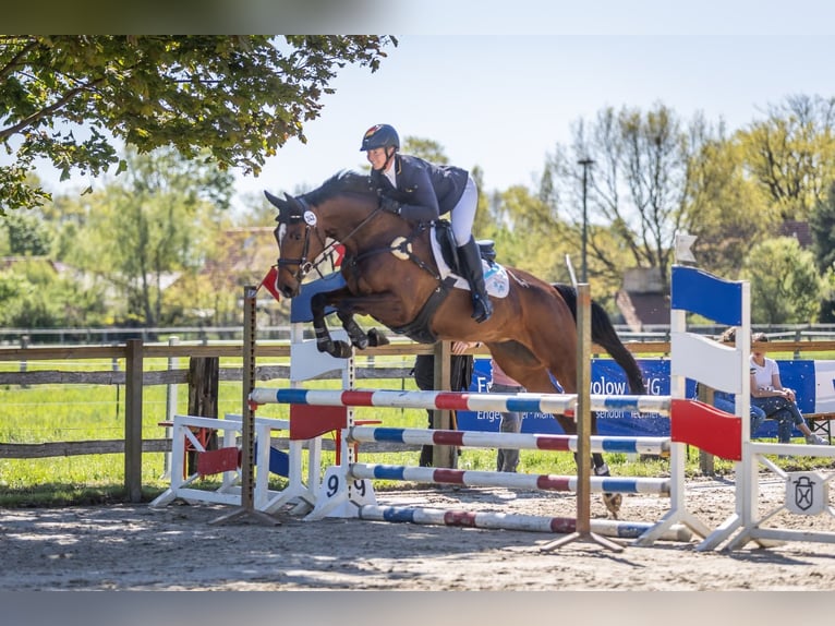 Holsteiner Stute 5 Jahre 167 cm Brauner in Munster