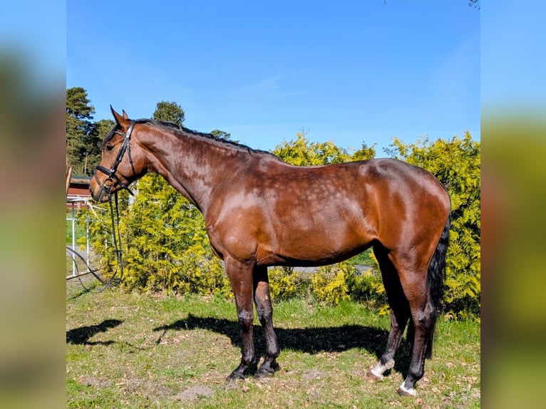 Holsteiner Stute 5 Jahre 167 cm Brauner in Munster