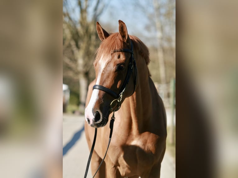 Holsteiner Stute 5 Jahre 167 cm Fuchs in Jettingen-Scheppach