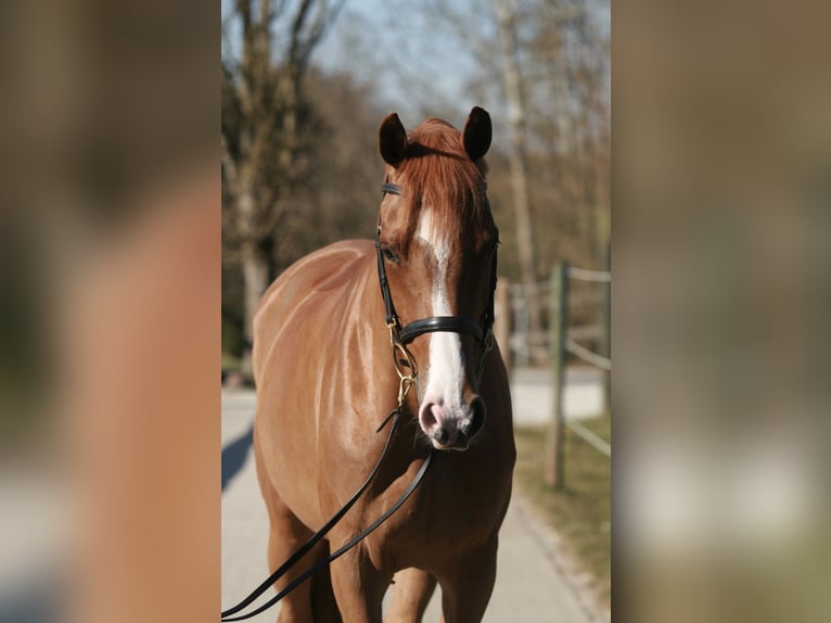 Holsteiner Stute 5 Jahre 167 cm Fuchs in Jettingen-Scheppach