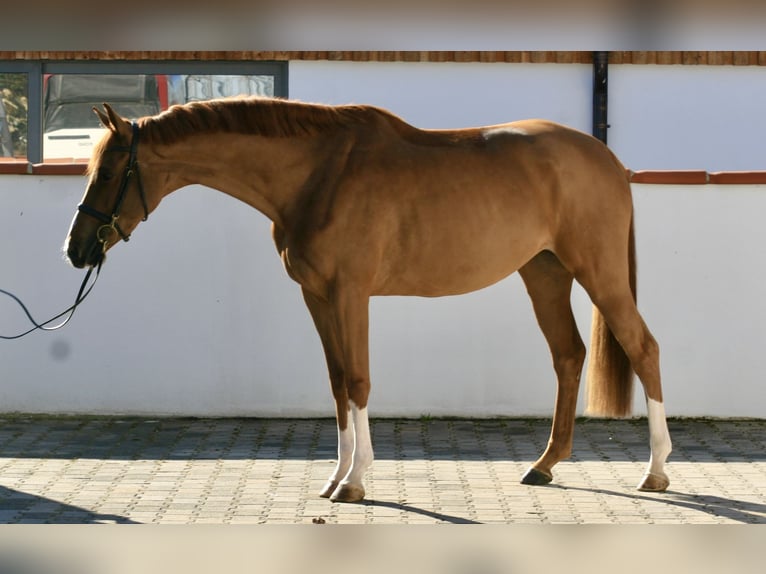 Holsteiner Stute 5 Jahre 167 cm Fuchs in Jettingen-Scheppach