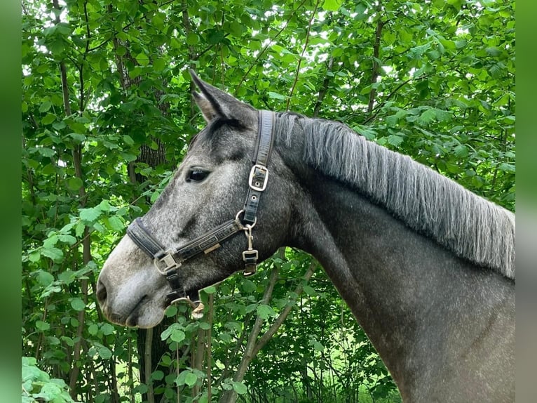 Holsteiner Stute 5 Jahre 167 cm Schimmel in Neetze