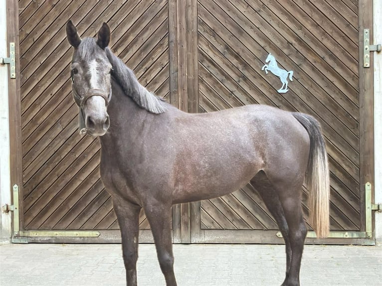 Holsteiner Stute 5 Jahre 167 cm Schimmel in Neetze