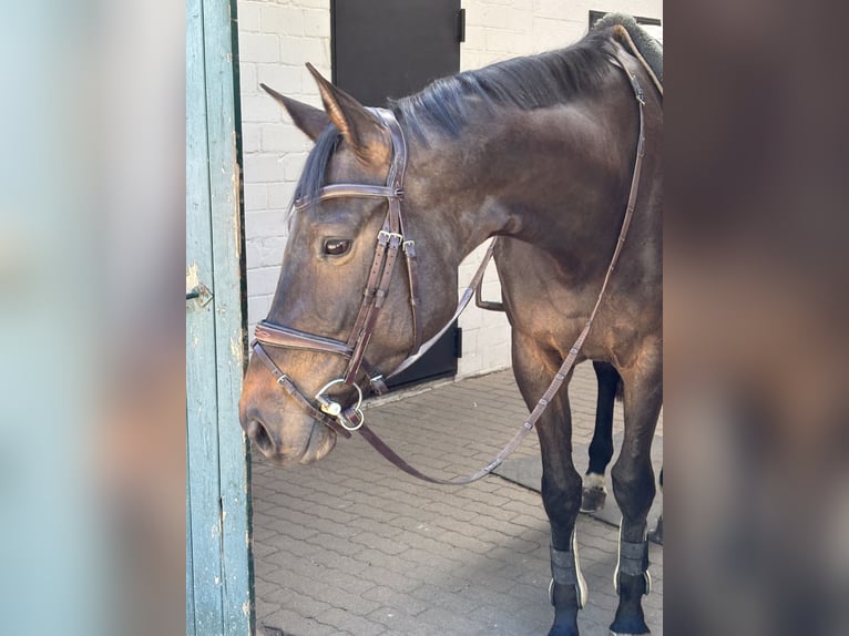 Holsteiner Stute 5 Jahre 167 cm Schwarzbrauner in Hamburg