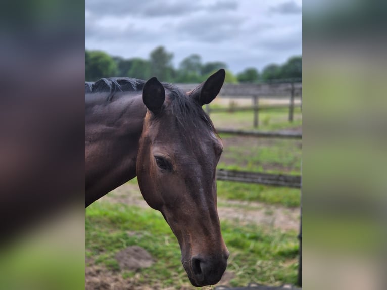 Holsteiner Stute 5 Jahre 167 cm Schwarzbrauner in Hamburg