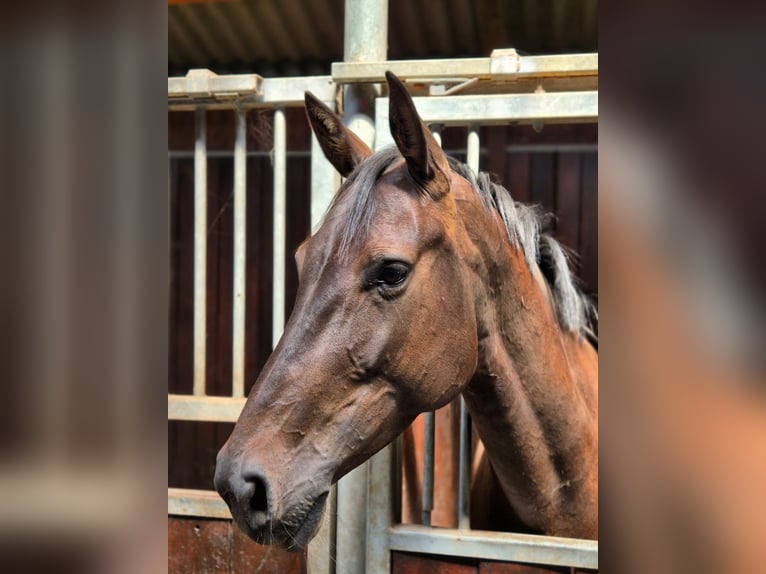 Holsteiner Stute 5 Jahre 167 cm Schwarzbrauner in Hamburg