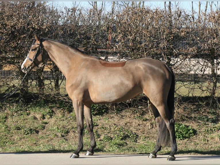 Holsteiner Stute 5 Jahre 168 cm Brauner in Jettingen-Scheppach
