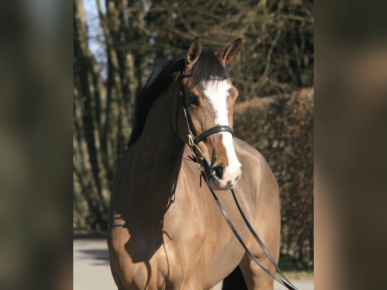 Holsteiner Stute 5 Jahre 168 cm Brauner in Jettingen-Scheppach