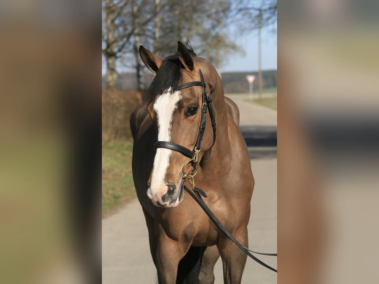 Holsteiner Stute 5 Jahre 168 cm Brauner in Jettingen-Scheppach