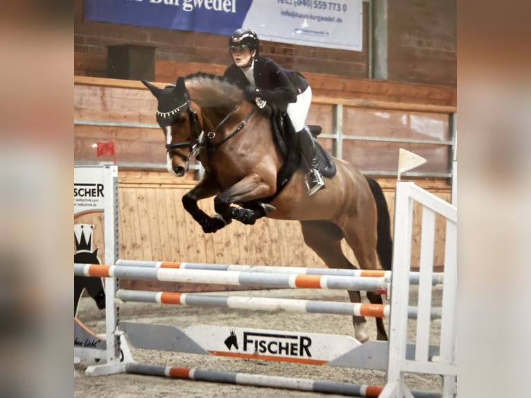 Holsteiner Stute 5 Jahre 168 cm Brauner in Lentföhrden