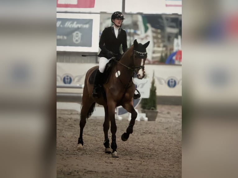 Holsteiner Stute 5 Jahre 168 cm Brauner in Lentföhrden