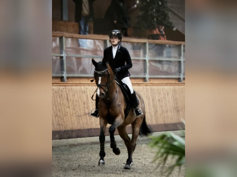Holsteiner Stute 5 Jahre 168 cm Brauner in Lentföhrden