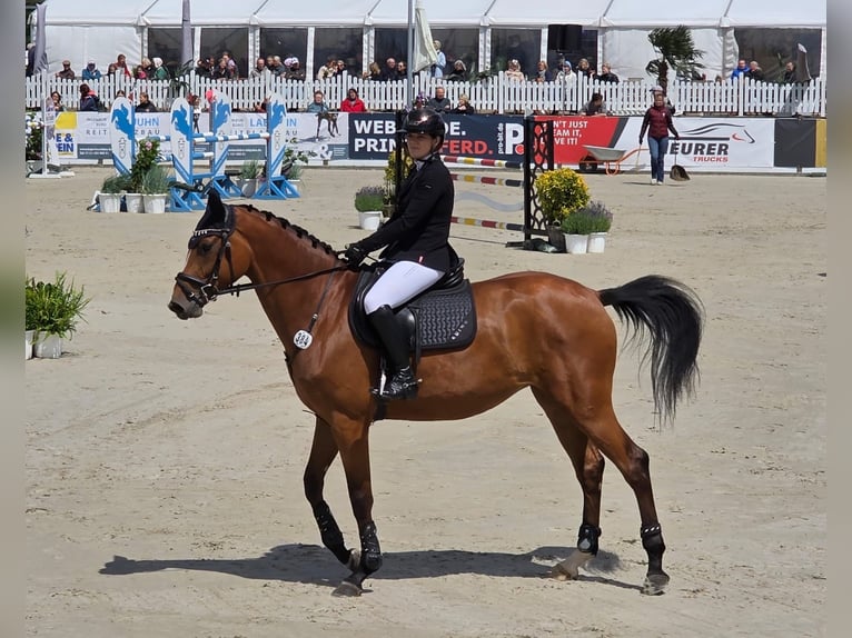 Holsteiner Stute 5 Jahre 168 cm Brauner in Lentföhrden