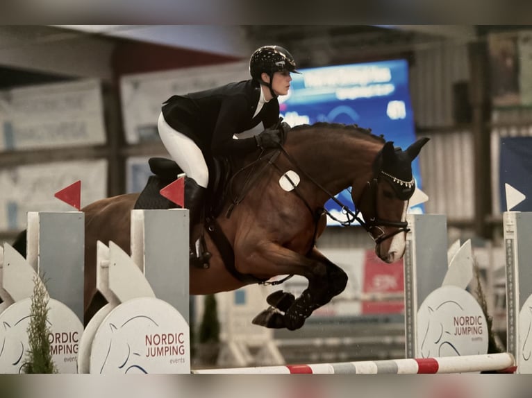 Holsteiner Stute 5 Jahre 168 cm Brauner in Lentföhrden