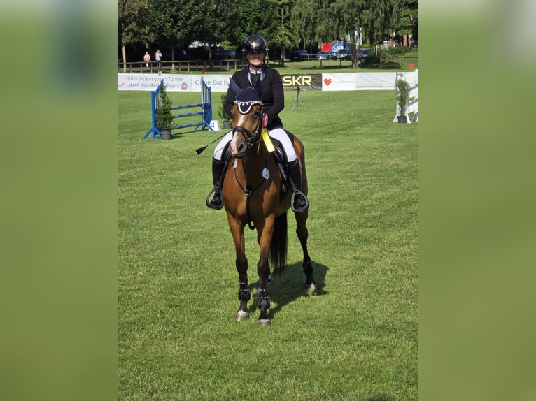 Holsteiner Stute 5 Jahre 168 cm Brauner in Lentföhrden