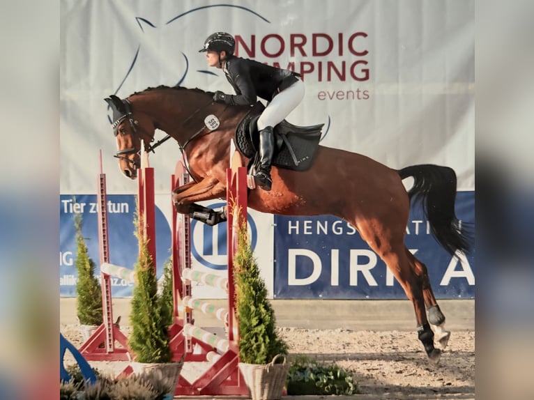 Holsteiner Stute 5 Jahre 168 cm Brauner in Lentföhrden