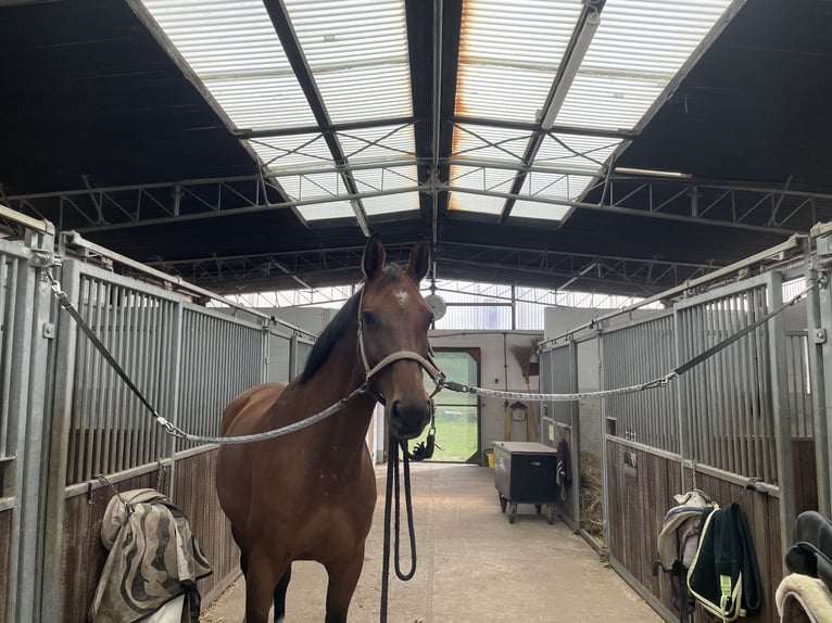 Holsteiner Stute 5 Jahre 168 cm Brauner in Itzehoe
