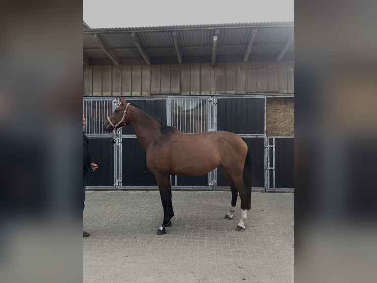 Holsteiner Stute 5 Jahre 168 cm Brauner in Itzehoe