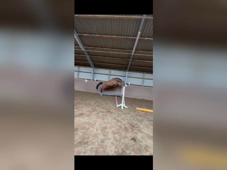 Holsteiner Stute 5 Jahre 168 cm Brauner in Itzehoe