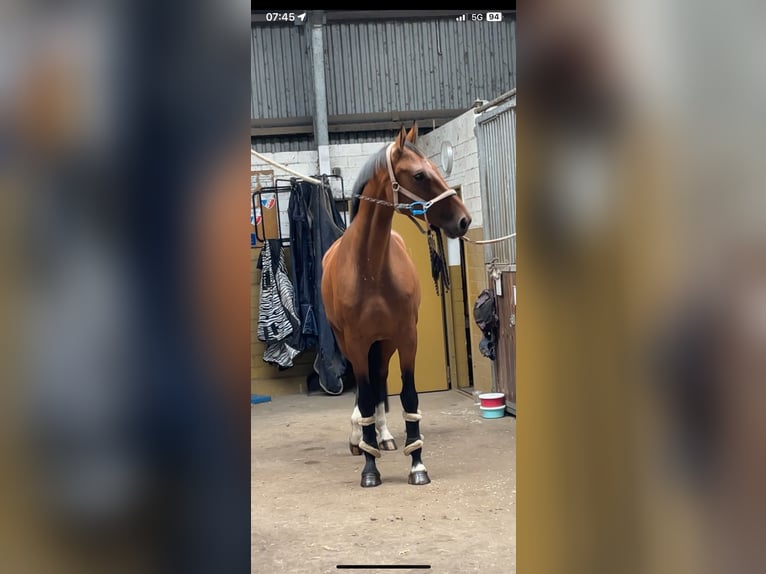 Holsteiner Stute 5 Jahre 168 cm Brauner in Itzehoe
