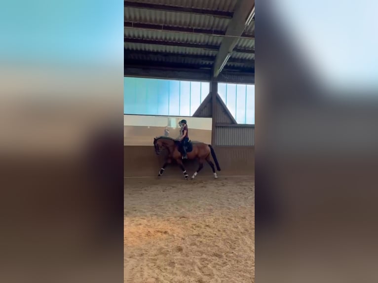 Holsteiner Stute 5 Jahre 168 cm Brauner in Itzehoe