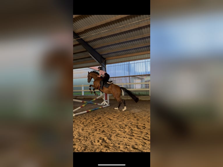 Holsteiner Stute 5 Jahre 168 cm Brauner in Itzehoe