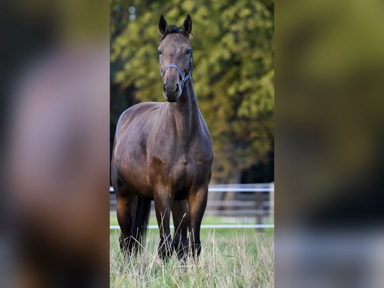 Holsteiner Stute 5 Jahre 168 cm Brauner in Gronowice